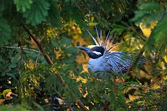 Yellow-crowned Night-Heron